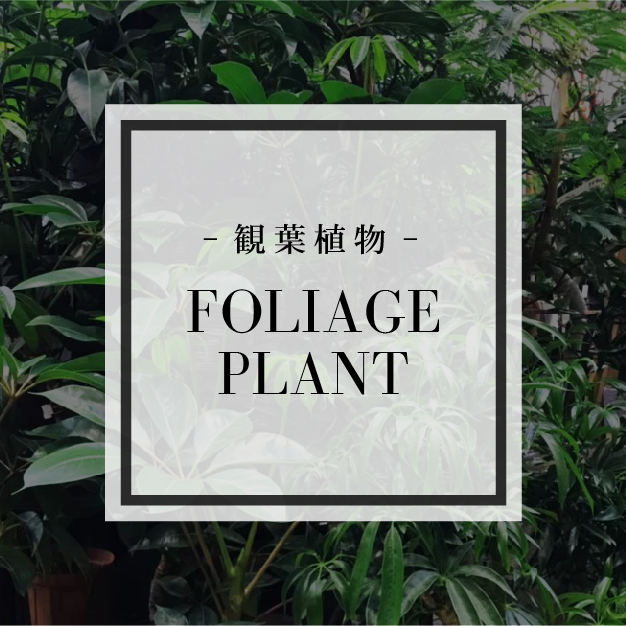 観葉植物
