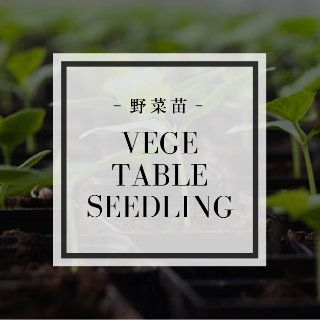 野菜苗