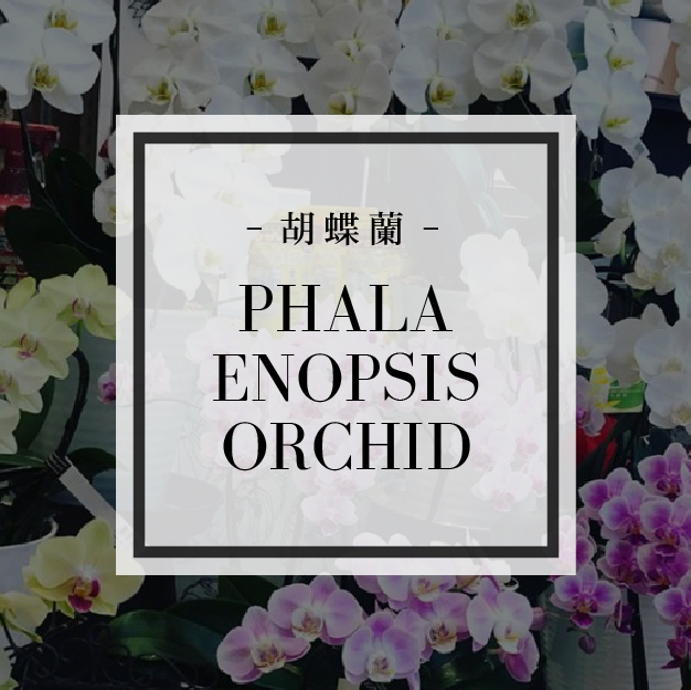 胡蝶蘭