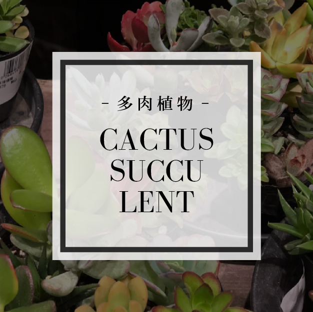 多肉植物