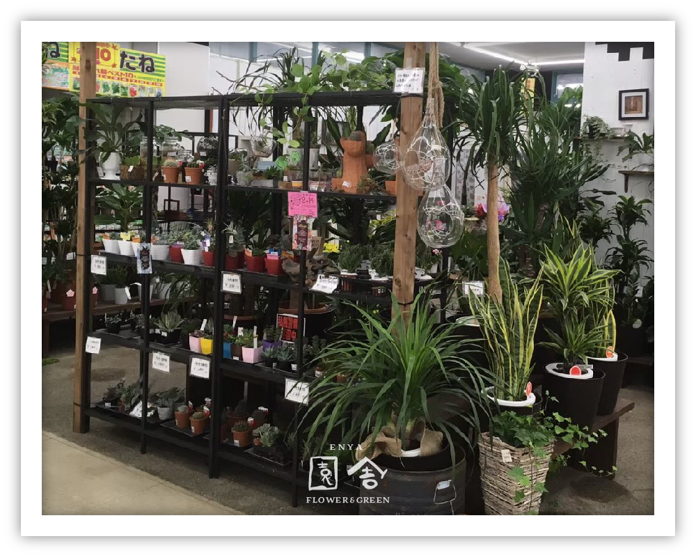 フラワーショップ園舎河内長野店画像