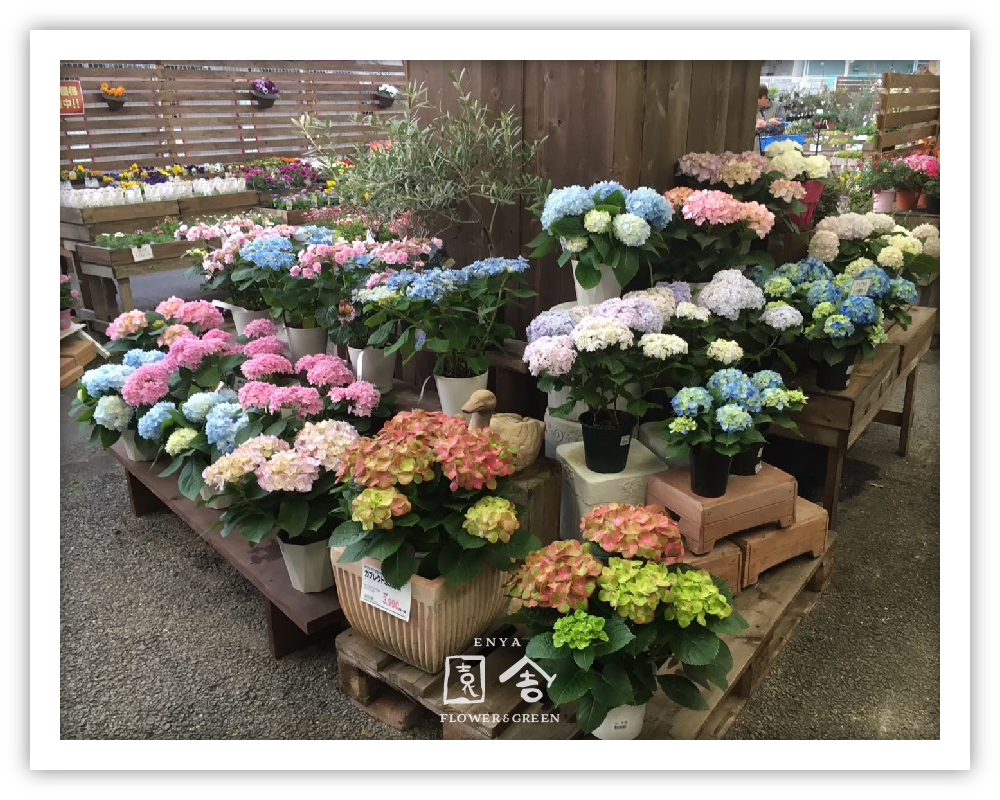 フラワーショップ園舎河内長野店画像