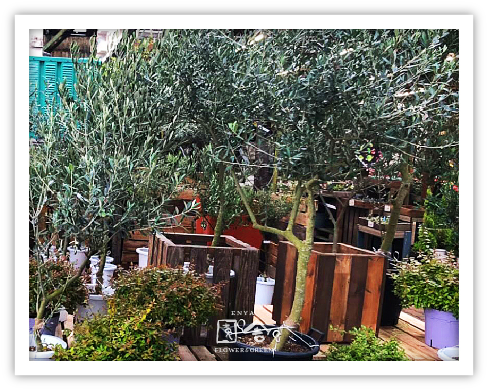 フラワーショップ園舎神戸店画像