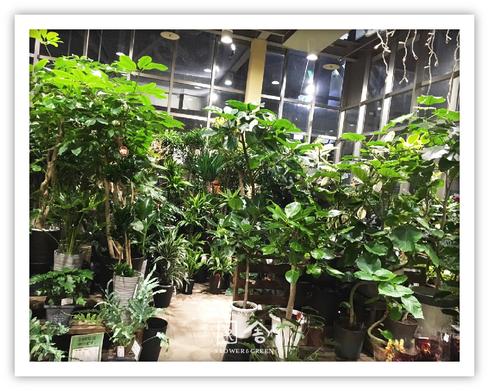 フラワーショップ園舎神戸店画像