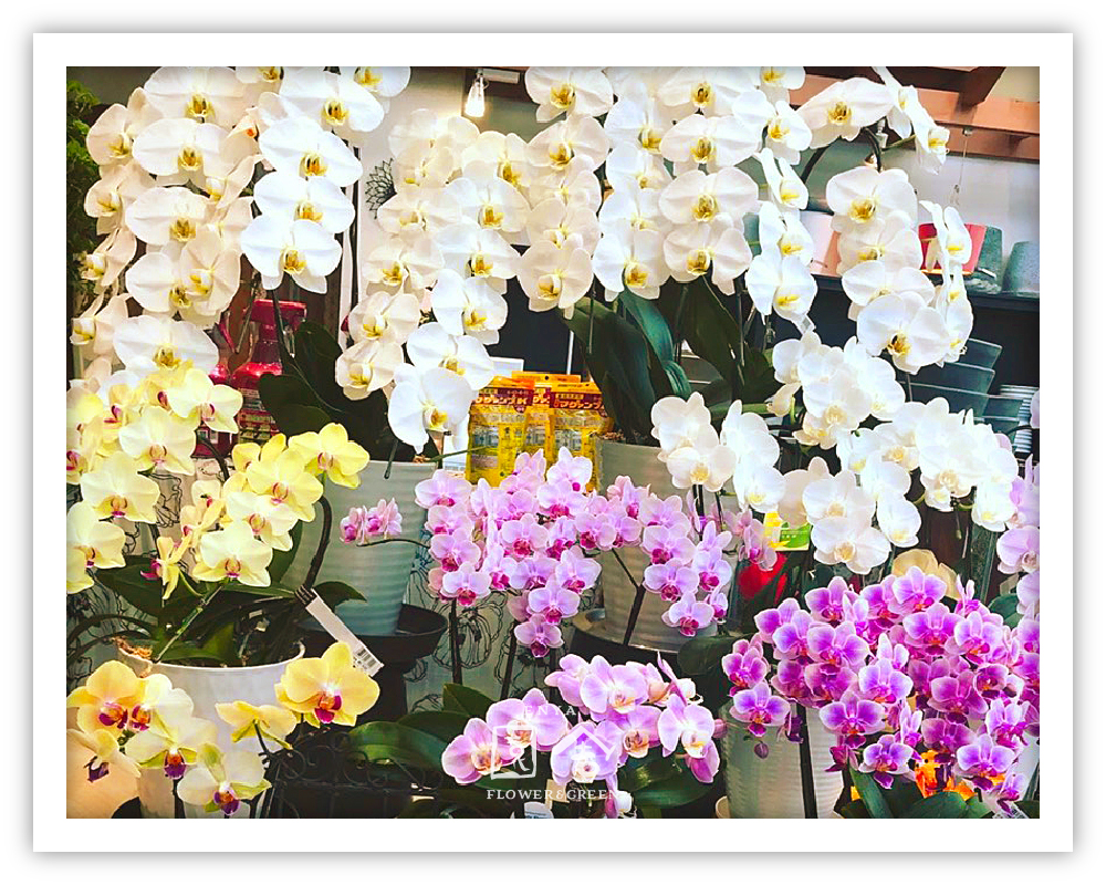 フラワーショップ園舎神戸店画像