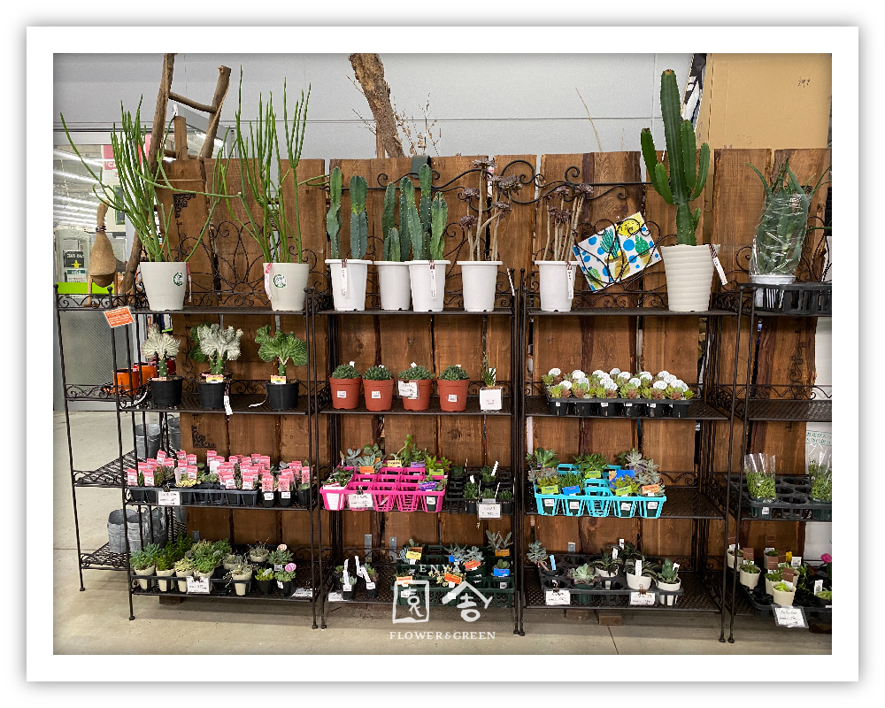 フラワーショップ園舎森ノ宮店画像