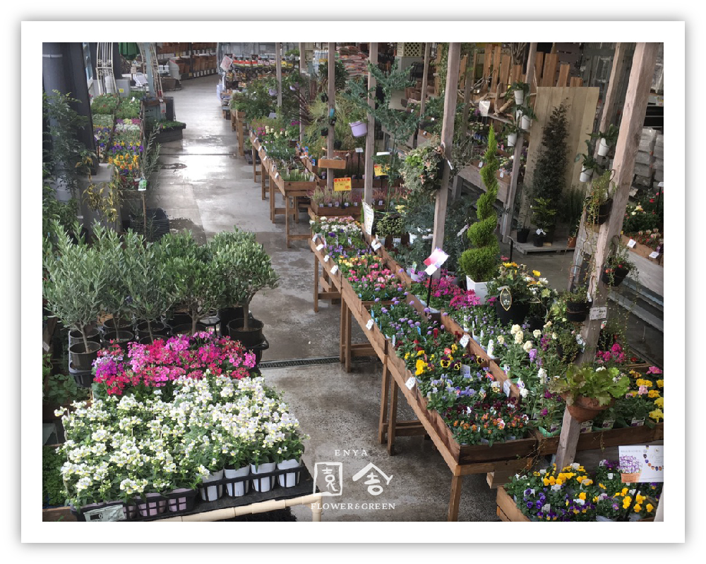 フラワーショップ園舎東灘魚崎店画像