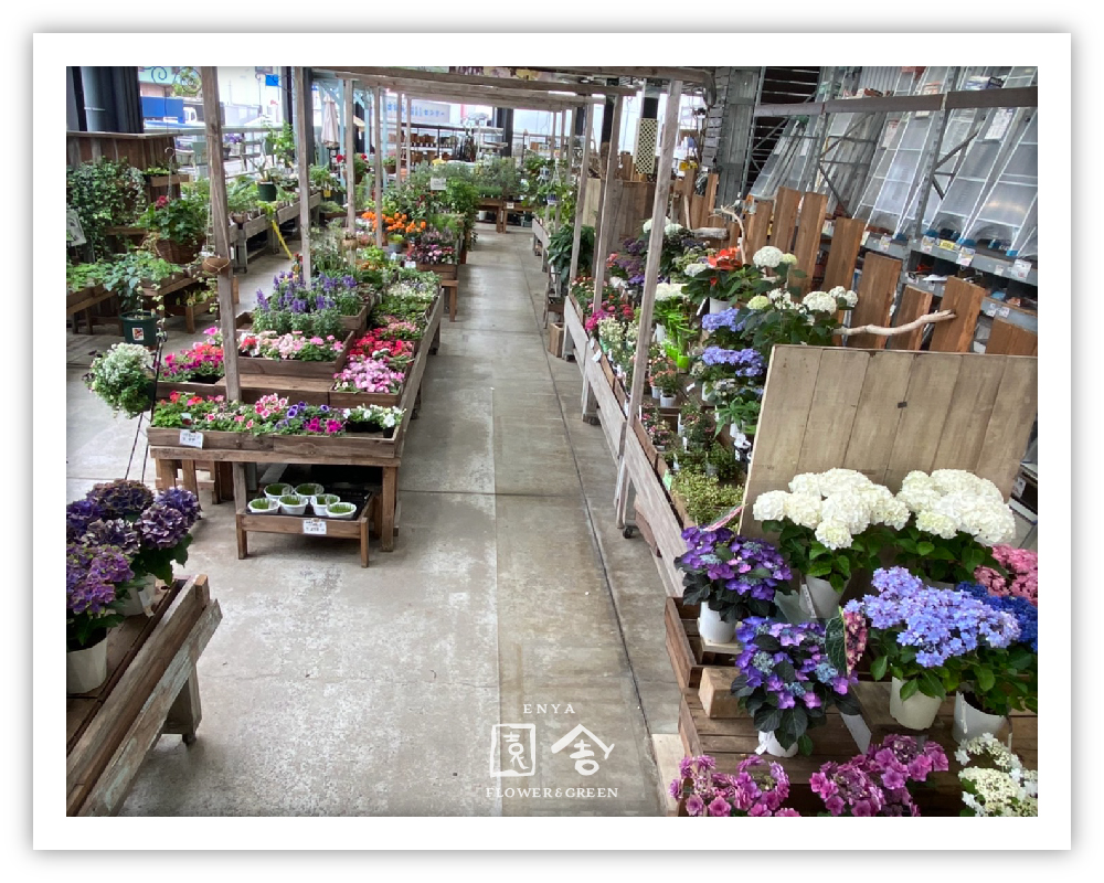 フラワーショップ園舎東灘魚崎店画像